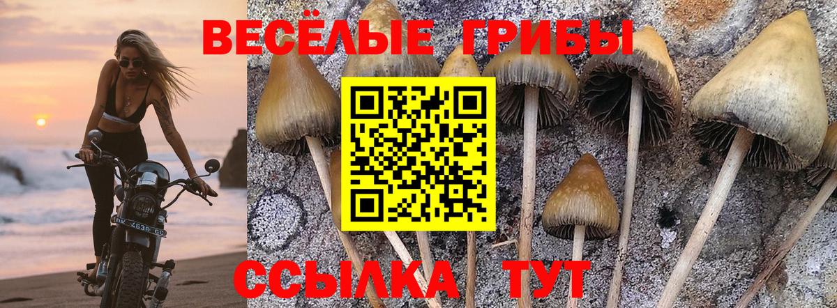 Галлюциногенные грибы Cubensis Сыктывкар